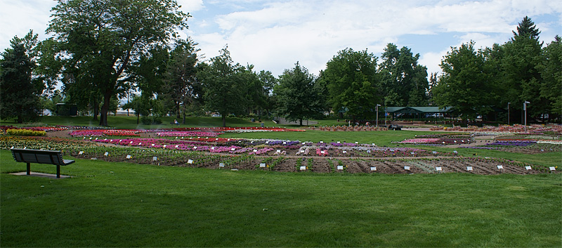 flower beds in full sun