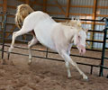 Cloud at Four Directions Horse Farm