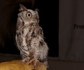 The male Eastern Screech Owl is about 30% smaller than the female