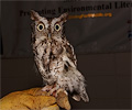 male Eastern Screech Owl