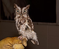 male Eastern Screech Owl