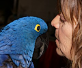 Felicia and a Hyacinth Macaw