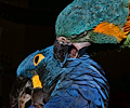Blue Throat Macaw grooming a Hyacinth Macaw