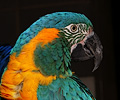 Blue Throat Macaw
