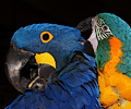 Blue Throat Macaw grooming a Hyacinth Macaw