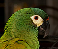 Miniature Macaw