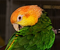 White Bellied Caique