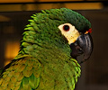 Miniature Macaw