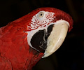 Green Wing Macaw