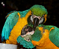 Blue and Gold Macaw and Blue Throat Macaw