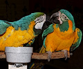 Blue and Gold Macaw and Blue Throat Macaw