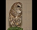 Barred Owl