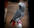 African Gray Parrot at the RMSA Exotic Bird Festival