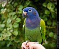 Blue Headed Pionus at the RMSA Exotic Bird Festival