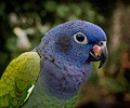 Blue Headed Pionus at the RMSA Exotic Bird Festival