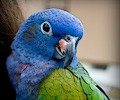 Blue Headed Pionus at the RMSA Exotic Bird Festival