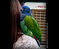 Blue Headed Pionus at the RMSA Exotic Bird Festival