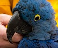 Blue Hyacinth Macaw at the RMSA Exotic Bird Festival