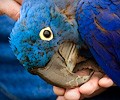 Blue Hyacinth Macaw at the RMSA Exotic Bird Festival