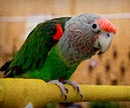 Cape Parrot at the RMSA Exotic Bird Festival