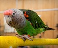 Cape Parrot at the RMSA Exotic Bird Festival