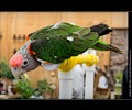 Cape Parrot at the RMSA Exotic Bird Festival