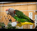 Cape Parrot at the RMSA Exotic Bird Festival