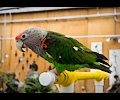 Cape Parrot at the RMSA Exotic Bird Festival