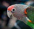 Cape Parrot at the RMSA Exotic Bird Festival