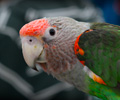 Cape Parrot at the RMSA Exotic Bird Festival