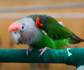 Cape Parrot at the RMSA Exotic Bird Festival