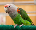 Cape Parrot at the RMSA Exotic Bird Festival