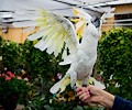 Citron Cockatoo at the RMSA Exotic Bird Festival