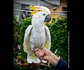 Citron Cockatoo Cockatoo at the RMSA Exotic Bird Festival