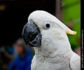 Citron Cockatoo at the RMSA Exotic Bird Festival