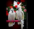 Citron Cockatoo and Umbrella Cockatoo at the RMSA Exotic Bird Festival