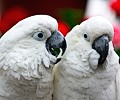 Citron Cockatoo and Umbrella Cockatoo at the RMSA Exotic Bird Festival