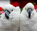 Citron Cockatoo and Umbrella Cockatoo at the RMSA Exotic Bird Festival