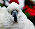 Citron Cockatoo and Umbrella Cockatoo at the RMSA Exotic Bird Festival