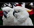 Citron Cockatoo and Umbrella Cockatoo at the RMSA Exotic Bird Festival