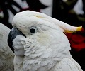 Citron Cockatoo at the RMSA Exotic Bird Festival