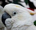 Citron Cockatoo at the RMSA Exotic Bird Festival