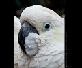 Citron Cockatoo at the RMSA Exotic Bird Festival