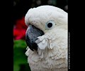 Citron Cockatoo at the RMSA Exotic Bird Festival