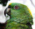 Yellow Front Amazon Parrot at the RMSA Exotic Bird Festival