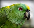 Yellow Front Amazon Parrot at the RMSA Exotic Bird Festival