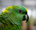 Yellow Front Amazon Parrot at the RMSA Exotic Bird Festival