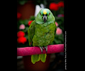 Yellow Front Amazon Parrot at the RMSA Exotic Bird Festival