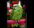 Yellow Front Amazon Parrot at the RMSA Exotic Bird Festival