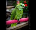 Yellow Front Amazon Parrot at the RMSA Exotic Bird Festival